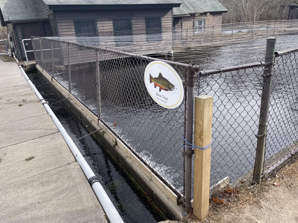 Fenced brook trout raceways beside the hatchery buildings at Connetquot River State Park Preserve